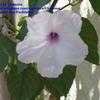 Thumbnail #1 of Ipomoea carnea by Chamma