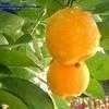 Thumbnail #1 of Citrus mitis by Calalily