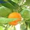 Thumbnail #2 of Citrus mitis by Calalily