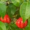 Thumbnail #4 of Eugenia uniflora by IslandJim