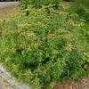Thumbnail #3 of Leonotis menthifolia by htop