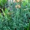 Thumbnail #2 of Leonotis menthifolia by Happenstance