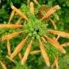 Thumbnail #4 of Leonotis menthifolia by htop