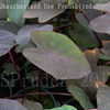 Thumbnail #2 of Colocasia esculenta by DaylilySLP