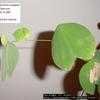 Thumbnail #3 of Bauhinia variegata by Evert