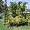 Thumbnail #1 of Livistona chinensis by palmbob