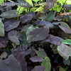 Thumbnail #3 of Colocasia esculenta by DaylilySLP