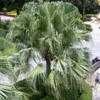 Thumbnail #3 of Livistona chinensis by palmbob