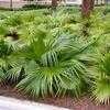 Thumbnail #4 of Livistona chinensis by palmbob