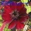 Thumbnail #3 of Cosmos atrosanguineus by Baa