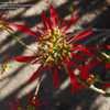 Thumbnail #3 of Euphorbia pulcherrima by palmbob