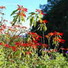 Thumbnail #2 of Euphorbia pulcherrima by palmbob
