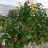 Thumbnail #4 of Euphorbia pulcherrima by RosinaBloom