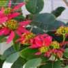 Thumbnail #5 of Euphorbia pulcherrima by RosinaBloom