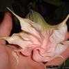 Thumbnail #2 of Brugmansia  by dave