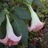 Thumbnail #5 of Brugmansia  by Abutilon