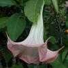 Thumbnail #4 of Brugmansia  by Abutilon