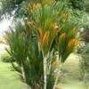 Thumbnail #4 of Dypsis lutescens by palmbob