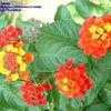 Thumbnail #2 of Lantana camara by Calalily