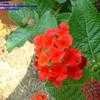 Thumbnail #1 of Lantana camara by Calalily