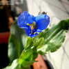 Thumbnail #2 of Commelina coelestis by nevsune