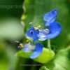 Thumbnail #4 of Commelina coelestis by Dinu