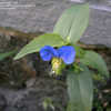 Thumbnail #3 of Commelina coelestis by mygardens