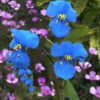 Thumbnail #5 of Commelina coelestis by AnniesAnnuals
