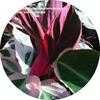 Thumbnail #1 of Stromanthe sanguinea by arcadon