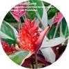 Thumbnail #2 of Stromanthe sanguinea by arcadon