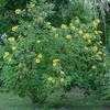 Thumbnail #3 of Tithonia diversifolia by Floridian