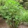 Thumbnail #4 of Tithonia diversifolia by palmbob