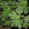 Thumbnail #2 of Tithonia diversifolia by Floridian