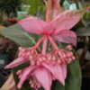 Thumbnail #2 of Medinilla magnifica by DaylilySLP
