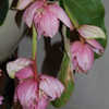 Thumbnail #5 of Medinilla magnifica by growin