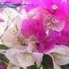 Thumbnail #4 of Bougainvillea spectabilis by Chamma