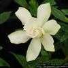 Thumbnail #1 of Gardenia jasminoides by Floridian