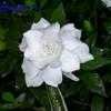 Thumbnail #3 of Gardenia jasminoides by yvana