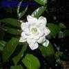 Thumbnail #2 of Gardenia jasminoides by Azalea