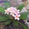 Thumbnail #4 of Plumeria rubra by tiG