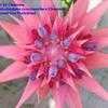 Thumbnail #2 of Aechmea fasciata by Chamma