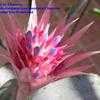 Thumbnail #3 of Aechmea fasciata by Chamma