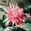 Thumbnail #1 of Aechmea fasciata by Eliza