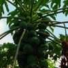 Thumbnail #4 of Carica papaya by Floridian