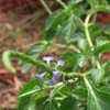 Thumbnail #5 of Stachytarpheta jamaicensis by BloomingFlower