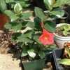 Thumbnail #1 of Mandevilla splendens by moscheuto