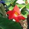 Thumbnail #2 of Mandevilla splendens by Calalily