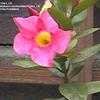 Thumbnail #3 of Mandevilla splendens by Clare_CA