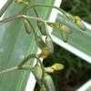 Thumbnail #4 of Dianella tasmanica by Chamma