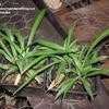 Thumbnail #1 of Chlorophytum comosum by Wingnut